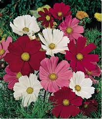 Cosmos Bipinnatus Sensation Flower Mix 35 Seeds Cosmos Flowers Flower Seeds Annual Flowers