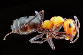 Termite pest control in australia would cost more since controlling this type of pest. Ant Pest Control In Nyc