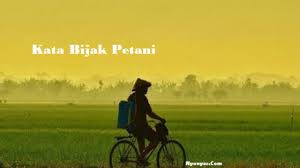 Bahkan bagi orang yang belum sempurna mencernanya. Kata Kata Bijak Petani Dalam Mengais Rejeki Nyonyor Com 2021