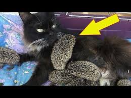 Cat Gives Birth Then Doctors Realize They Re Not Kittens Youtube In 2020 Cute Kitten Gif Cute Animal Videos Beautiful Cats Pictures