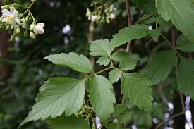 Image result for Cardiospermum grandiflorum