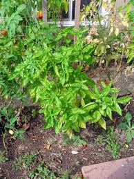 Image result for Ocimum urundense