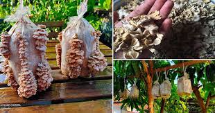 Cara penjagaan bongkah cendawan #sisiremas di rumah 3 langkah mudah 1. Susah Sangat Nak Jumpa Kita Tanam Sendiri Cendawan Kukur 7 Hari Dah Boleh Makan Vanilla Kismis