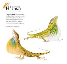 Image result for Anolis gemmosus