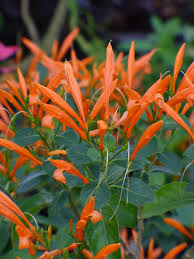 Image result for Justicia