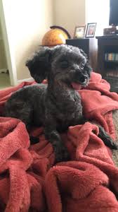 To inspire those who are feminine and crossdress. Summer Shave Poodles