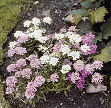 Candytuft Plant Britannica