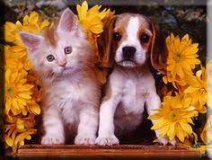 21 ideas de Gatitos y perritos tiernos y adorables | perros y gatos  tiernos, perro gato, perritos tiernos