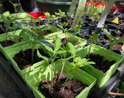 We did not find results for: In The Garden Hold Off On Tomatoes