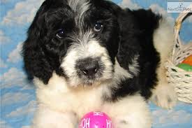 Black And White Doodle Dog For Sale Black And White Parti Goldendoodles Black And White Parti Goldendoodle Black And White Parti Male Goldendoodle Black Goldendoodle Black And White