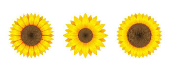 1001+ ideas for a gorgeous aesthetic wallpaper for phone and laptop. Free Sunflowers Vector Art