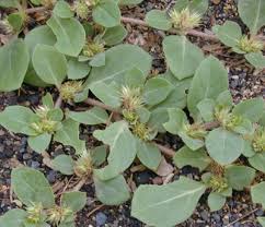 Image result for Alternanthera caracasana