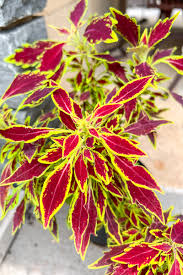 Image result for Coleus buchananii