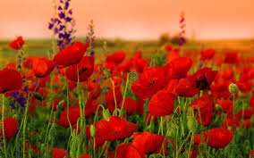 I love the crisp focus, it draws my eye right into that beautiful contrast of red, black and. Red Poppy Wallpapers Top Free Red Poppy Backgrounds Wallpaperaccess