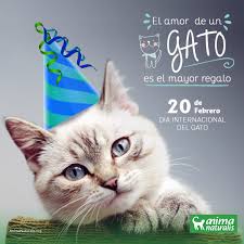 El nombre de aquel felino era cuando se dio a conocer el deceso, los usuarios de redes sociales decidieron rendirle tributo decretando la fecha como el día internacional del gato. Animanaturalis Pa Twitter Feliz Dia Internacional Del Gato Hace Unos Anos Se Decidio Que Los Gatos Debian Tener Un Dia Dedicado A Ellos Y A Quienes Luchan Por Hacer Mejores Sus Vidas