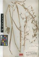 Image result for Hyparrhenia nyassae