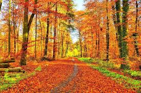 Golden Autumn Fall - Free photo on Pixabay