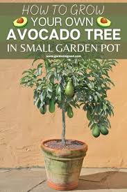 How To Grow Your Own Avocado Tree In Small Garden Pot In 2020 Small Garden Pots Growing An Avocado Tree Small Garden