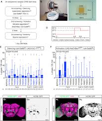 Num?ro de t?l?phone de s?curit? A Circuit Node That Integrates Convergent Input From Neuromodulatory And Social Behavior Promoting Neurons To Control Aggression In Drosophila Neuron