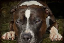 In some pits, the black brindle pattern is found near their head and on their rear end. 40 Magnificent Pitbull Pictures Slodive