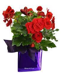 Beautiful 6 Begonia In Purple Glass Cube Rebelhillflorist Same Day Flower Delivery Rose Delivery Flower Delivery