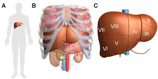 / it provides vital support as part of.the specific organs located inside the rib cage include: A Orientation Image Showing The Approximate Position Of The Liver In An Download Scientific Diagram