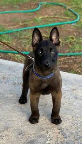 Le programme et les prix des billets dévoilés. Chien En Algerie Malinois Ø§Ù†Ø§Ù‚Ø© Facebook