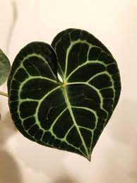 Simply throwing a cactus into a pot with regular potting soil is a sure way to kill it. Anthurium Clarinervium 1 Secret To Growing Them