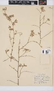 Image result for Indigofera inhambanensis