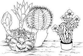 Beware of cactus thorn coloring pages. Real Cactus Desert Coloring Page Coloring Pages Cartoon Coloring Pages Cactus Pictures