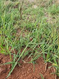 Image result for Digitaria velutina