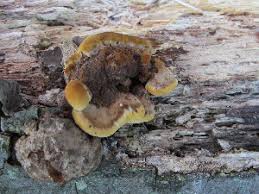 Image result for Phellinus gilvus
