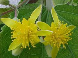 Image result for Grewia stolzii