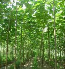 Mature polonia trees reach a height of 30 to 40 feet according to dr. 170 Paulownia Tree Ideas Tree Plants Fast Growing Trees