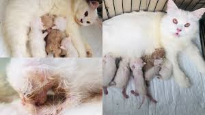 Maybe you would like to learn more about one of these? Bagaimana Supaya Induk Kucing Mau Menyusui Anaknya Perawatan Bayi Kucing Persia Setelah Melahirkan Youtube