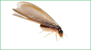 Mối cánh - Những điều bạn chưa biết? - Diệt Mối Sinh Học