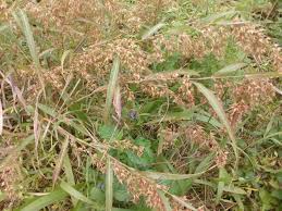 Image result for Hyparrhenia nyassae