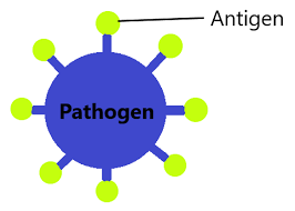 Biology is the study of living organisms. Diseases And Immunity Igcse Biology Notes 2020