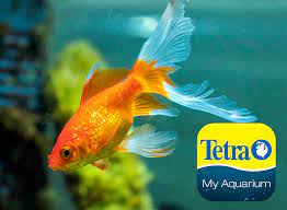 Comet Goldfish Carassius Auratus Comet Goldfish Goldfish Types Aquarium Set