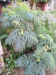 Image result for Melianthus major
