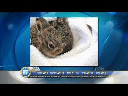We did not find results for: See A Baby Hare Leave It There Youtube