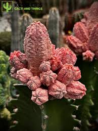 Image result for Stolzia kalkhof-roseae