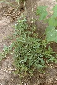 Image result for Ipomoea coptica