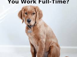 Feed the same food on the same schedule at first. Is It Right To Have A Dog If You Work Full Time Pethelpful