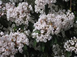 Keeping an eye on your laurel shrubs for signs of infection and illness will help you maintain a healthy, happy shrub for years to come. Mountain Laurel
