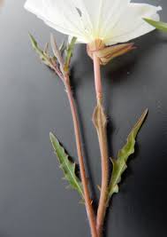 Image result for Oenothera tetraptera