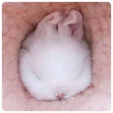 Rabbit Rabbitlover Cute Baby Animals Cute Animals Cute Baby Bunnies