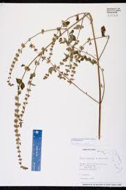 Image result for Cantinoa