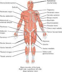 The Major Muscles Of The Body Anterior View Muscles Anterior View Full Size Png Download Seekpng
