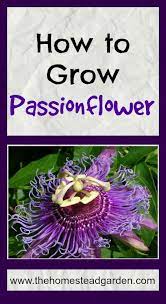 How To Grow Passionflower The Homestead Garden Passion Flower Garden Vines Growing Flowers